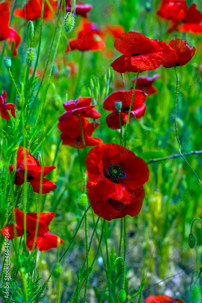 Naklejka premium red poppies in spring on a sunny day among the green grass