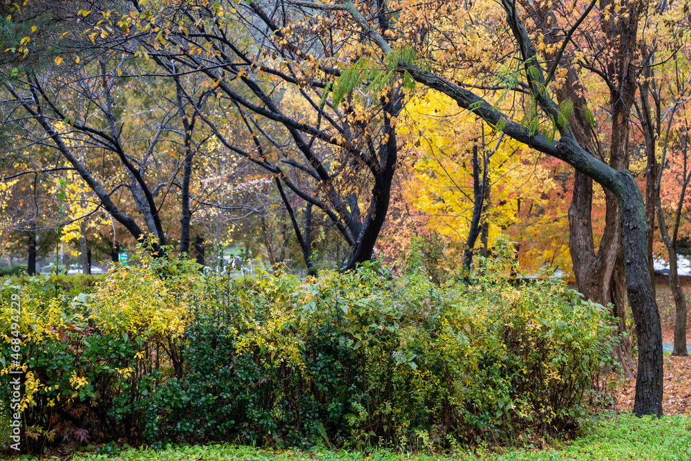 Fototapeta premium The scenery of the park where autumn rain and maple leaves fall
