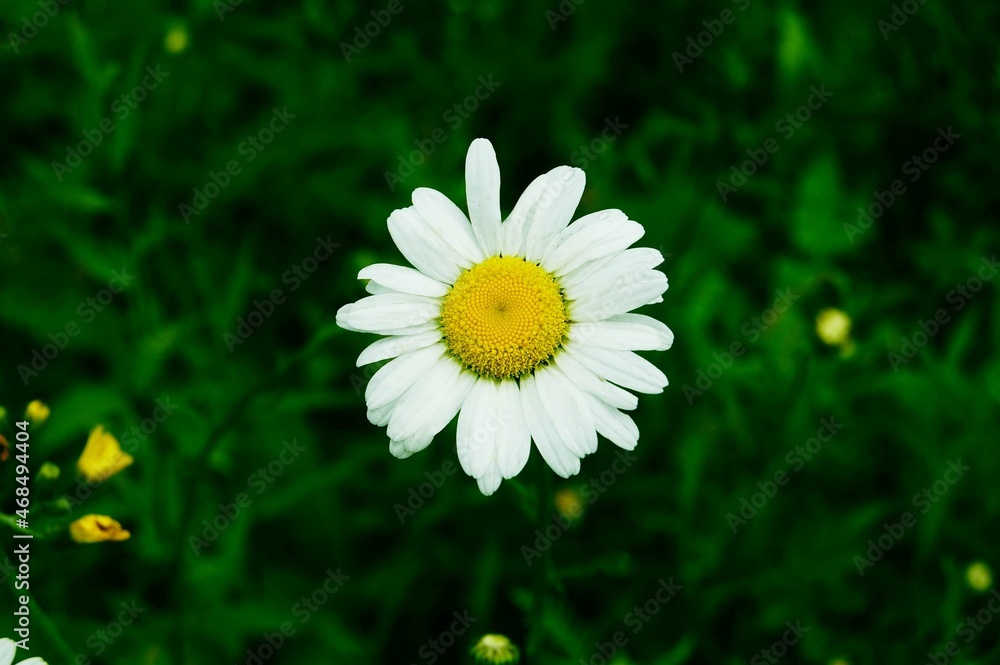 Dandelion in Summer Dandelion in Summer