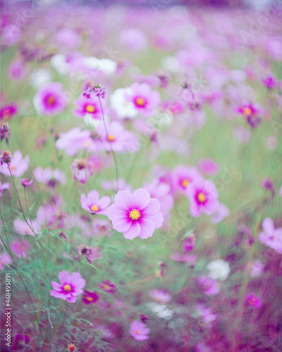 pink cosmos flowers © yu