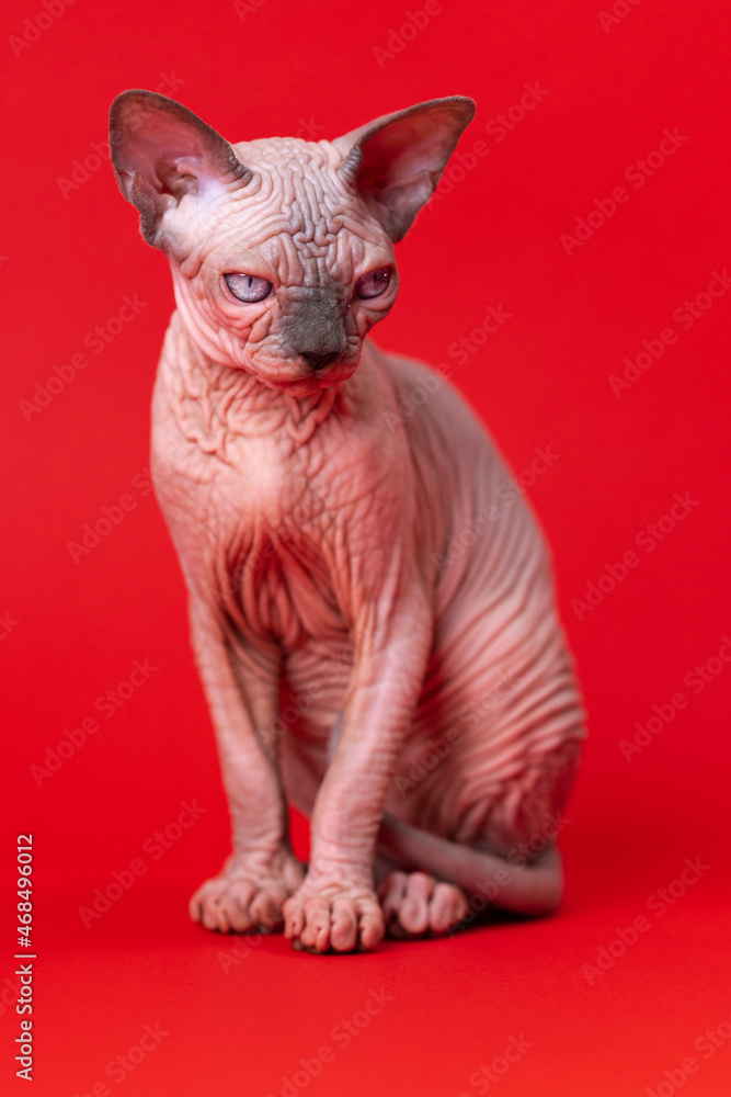 Portrait of Canadian Sphynx Cat of blue mink and white color sitting on red background. Beautiful hairless female cat four months old. Front view. Full length, studio shot.