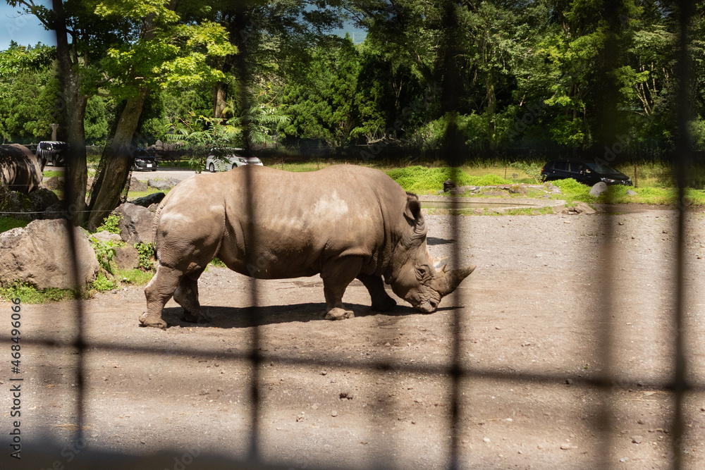 Naklejka premium rhino in zoo