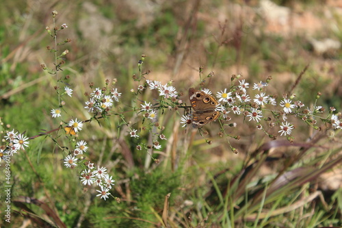 Moth and the Flowers