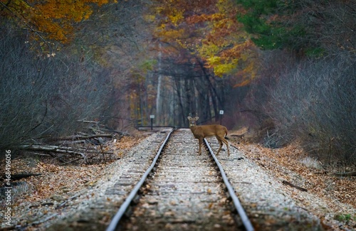 Beautiful fall day with deer crossing railroad tracks in park