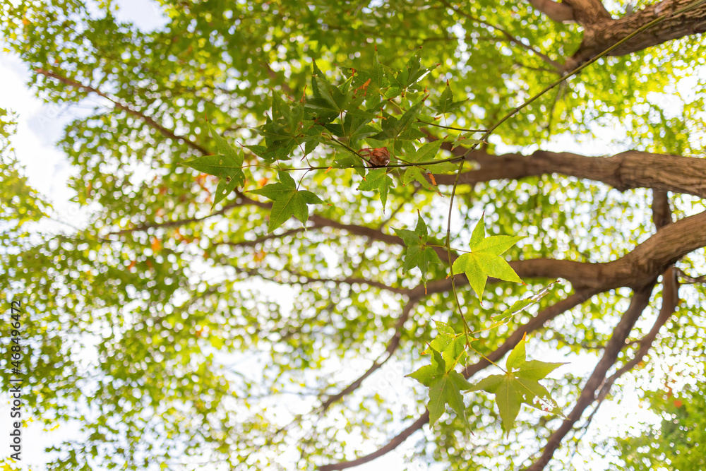 Close up shot of maple in National Chiang Kai shek Memorial Hall Close up shot of maple in National Chiang Kai shek Memorial Hall