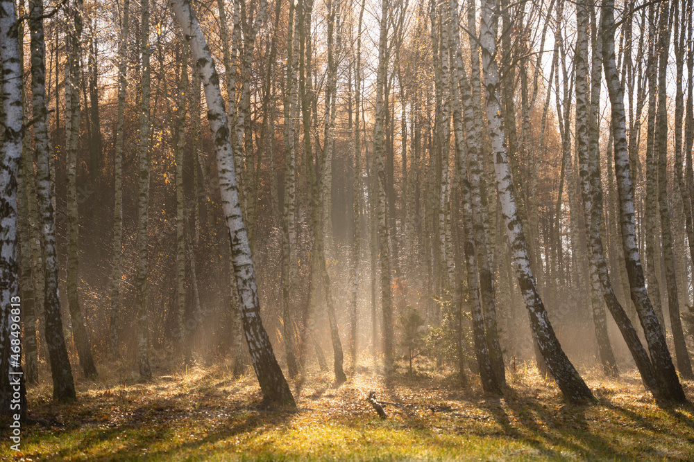 forest-lake-autumn-leaves-frost-jaworzno-poland-polska