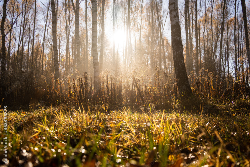 forest-lake-autumn-leaves-frost-jaworzno-poland-polska