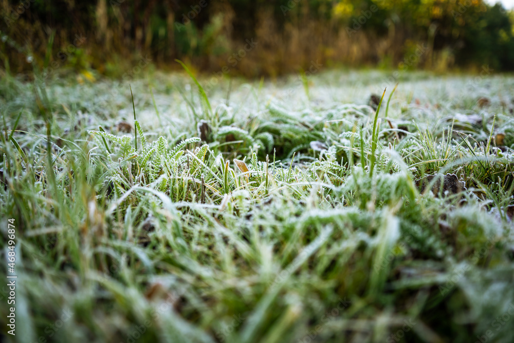 forest-lake-autumn-leaves-frost-jaworzno-poland-polska
