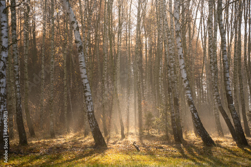 Obraz na płótnie forest-lake-autumn-leaves-frost-jaworzno-poland-polska w salonie