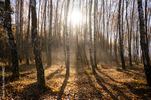 forest-lake-autumn-leaves-frost-jaworzno-poland-polska © JacoPoland