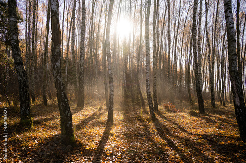 Obraz na płótnie forest-lake-autumn-leaves-frost-jaworzno-poland-polska w salonie