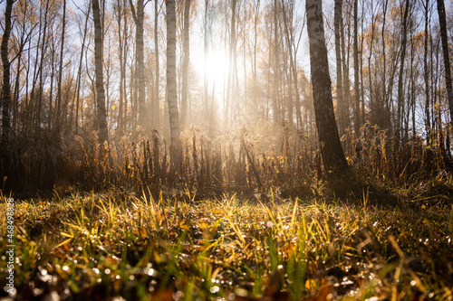 Obraz na płótnie forest-lake-autumn-leaves-frost-jaworzno-poland-polska w salonie