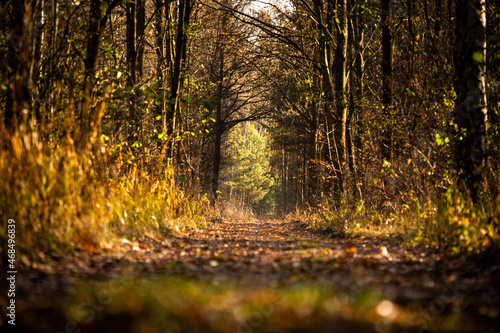 forest-lake-autumn-leaves-frost-jaworzno-poland-polska