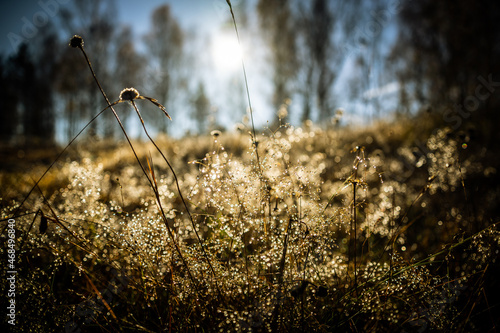 forest-lake-autumn-leaves-frost-jaworzno-poland-polska