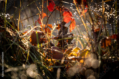 Obraz na płótnie forest-lake-autumn-leaves-frost-jaworzno-poland-polska w salonie