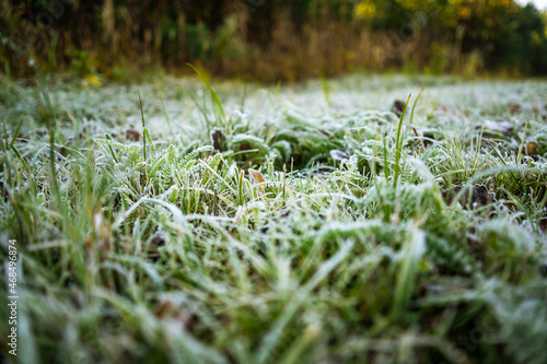 Obraz na płótnie forest-lake-autumn-leaves-frost-jaworzno-poland-polska w salonie