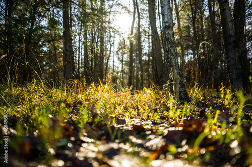 Fototapeta Naklejka Na Ścianę i Meble -  forest-lake-autumn-leaves-frost-jaworzno-poland-polska