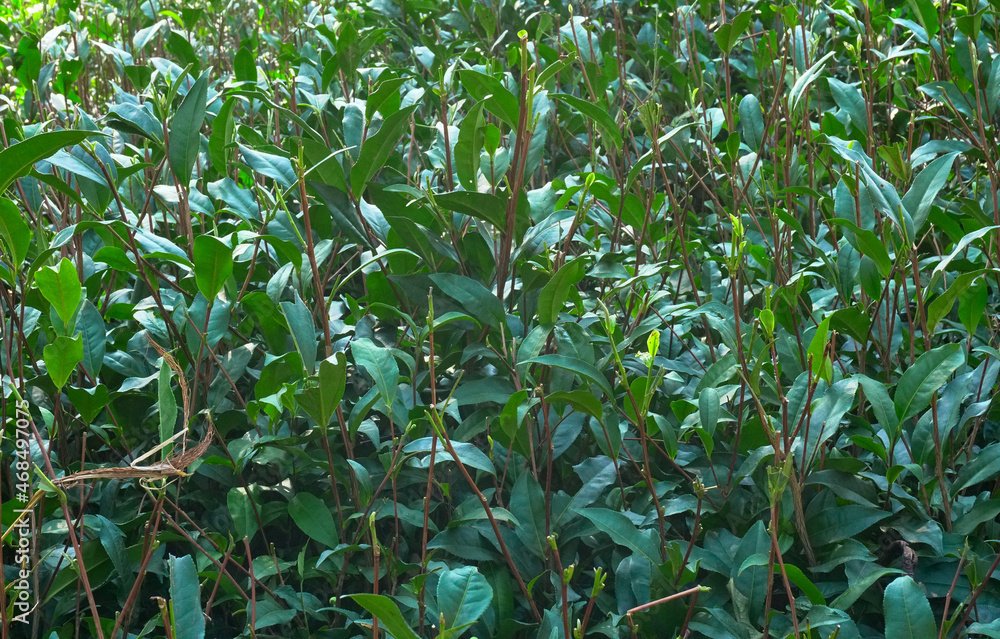 Image of Indian tea plants - shot at Dooars, North of West Bengal