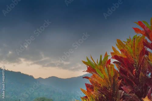 Red Colourful leaves of a tree with blue sky and mountains in the background with copyspace - scenic beauty of Dooars, West Bengal , India photo