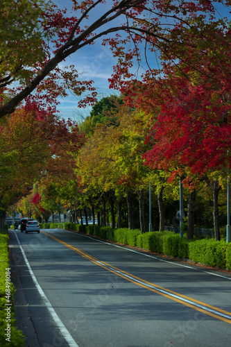 秋の紅葉シーズンの町の道と車の風景