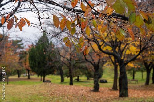 The scenery of the park where autumn rain and maple leaves fall