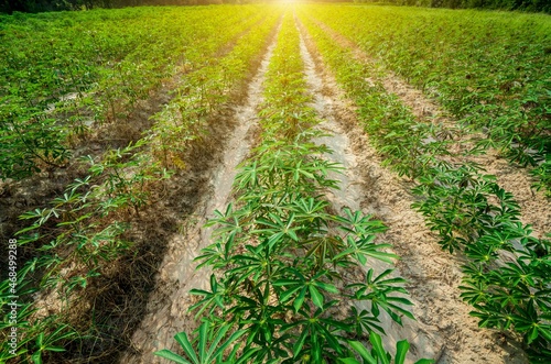 Cassava plantation.row of cassava tree in field, tapioca Starch, Row of manioc Sprouts Agricultural industrial cultivation of cassava. Planting young plants by plowing, lifting the drainage ditch.