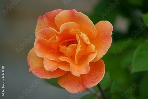 orange rose flower