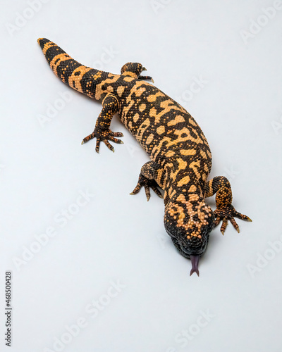 Hissing Gila Monster Lizard Isolated on White Background