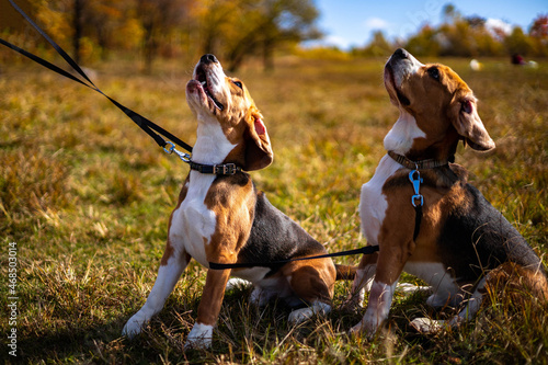 Two young, active dogs of the beagle breed in the autumn forest.