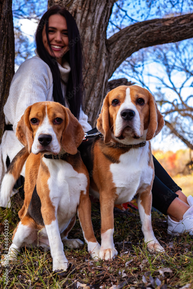 A young beautiful girl walks in the autumn forest with two active beagle dogs.