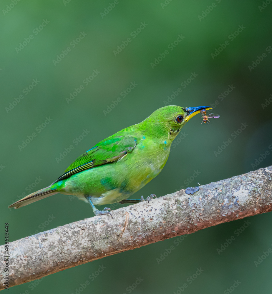 Fototapeta premium Green Honeycreeper, brightly colored bird showing the fine feather detail perched on a branch with good lighting in the tropical forested areas of Trinidad West Indies