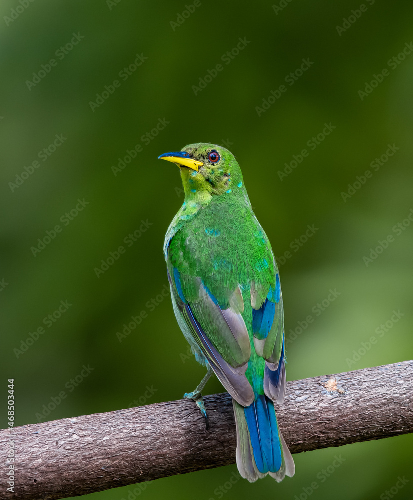 Fototapeta premium Green Honeycreeper, brightly colored bird showing the fine feather detail perched on a branch with good lighting in the tropical forested areas of Trinidad West Indies