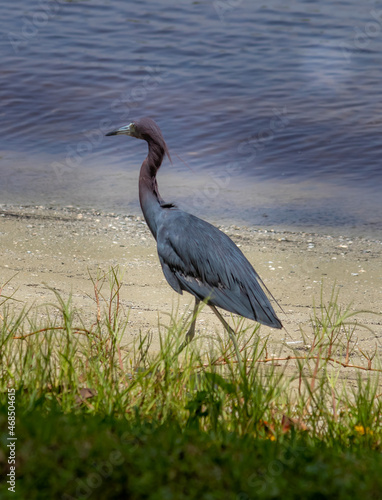 great blue heron