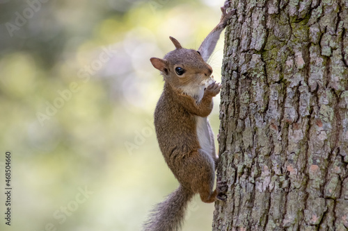 squirrel on a tree © Joseph Hall