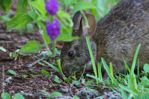 rabbit in the grass
