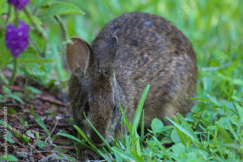 rabbit in the grass