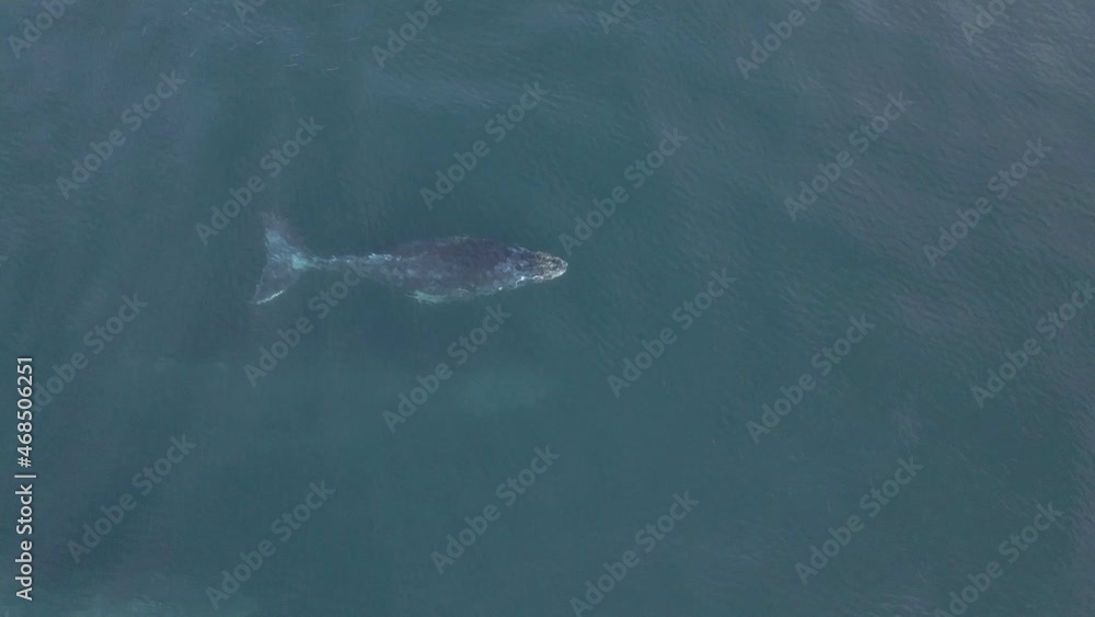 Aerial: top down shot of mother humpback whale and baby calf surfacing for breath Aerial: top down shot of mother humpback whale and baby calf surfacing for breath