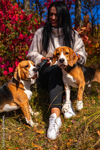 A young beautiful girl walks in the autumn forest with two active beagle dogs.