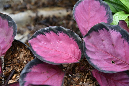 Calathea Picturata Crimson is a stunning plants with dark pink centered leaves with deep green black border. photo