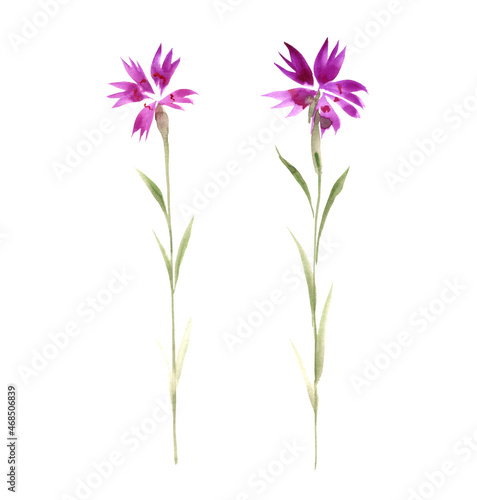 maiden pink  watercolor drawing wild flowers  Dianthus deltoides  isolated at white background  hand drawn illustration