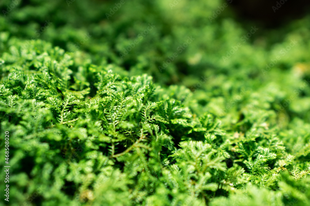 Beautiful Bright Green moss grown up cover the rough stones and on the floor in the forest. Show with macro view. Rocks full of the moss texture in nature for wallpaper. Beautiful Bright Green moss grown up cover the rough stones and on the floor in the forest. Show with macro view. Rocks full of the moss texture in nature for wallpaper.