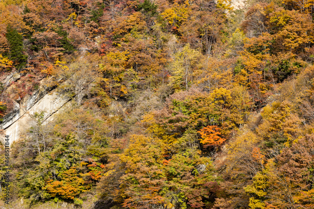 Autumn leaves in the Okususobana Valley