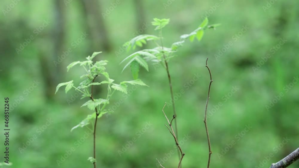 Small plants in forest with focus change from background to foreground Small plants in forest with focus change from background to foreground