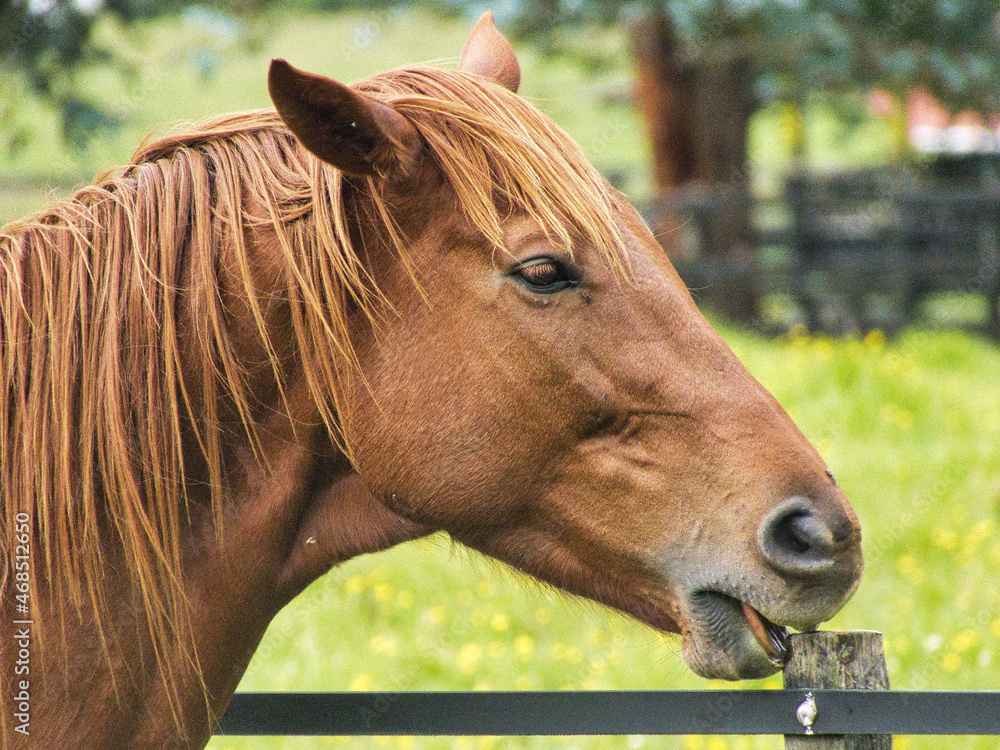 Cabeza de un caballo Stock Photo Adobe Stock