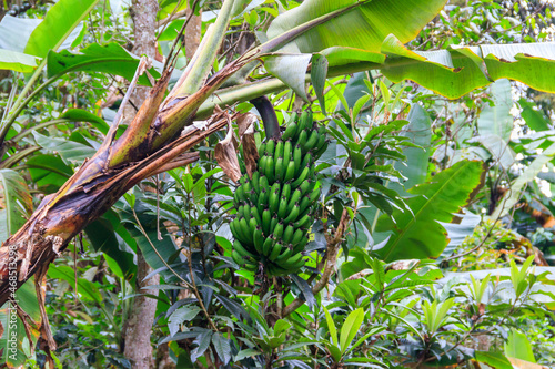 Wallpaper Mural Bunch of bananas growing on banana tree Torontodigital.ca