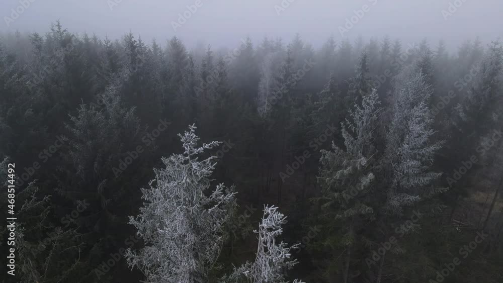 A flight from the ground over the treetops in the middle of the forest on top of freshly fallen snow and moving fog. A flight from the ground over the treetops in the middle of the forest on top of freshly fallen snow and moving fog.