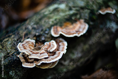 Closeup view of a group of birch tailed polypore mushroom, versicolor trametes polyporaceae.