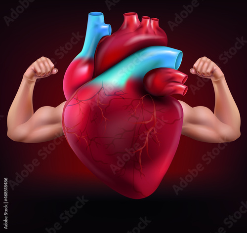 Strong heart with strong arms showing strong muscles.illustration vector