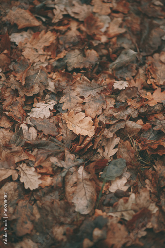Carpet of oak leaves. Carpet of fallen brown oak leaves in autumn.