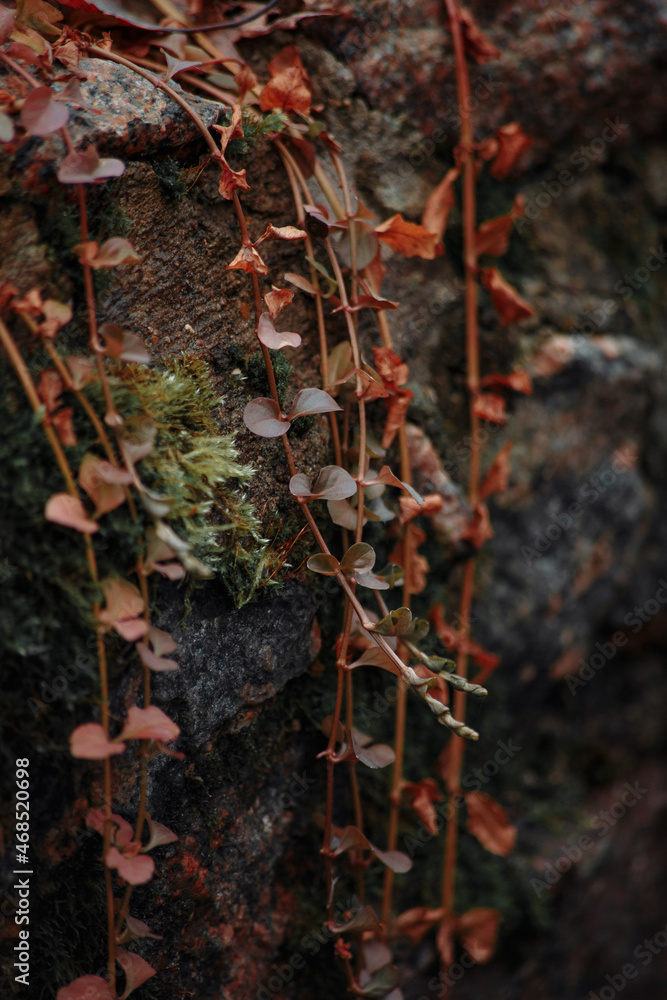 Autumn plants on a background of moss growing on a stone.
